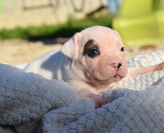 Image de la portée de chiot de l'élévage DE L’ANGE GARDIEN CKAINA