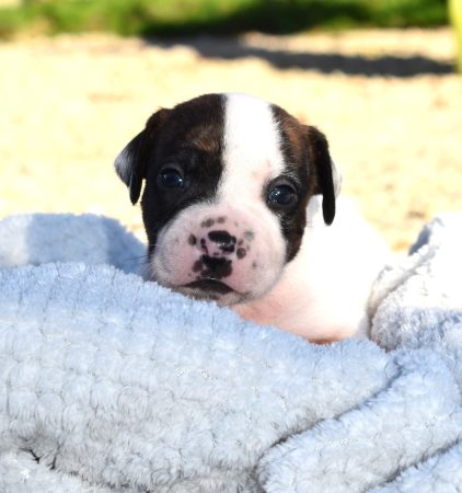 Image de la portée de chiot de l'élévage DE L’ANGE GARDIEN CKAINA