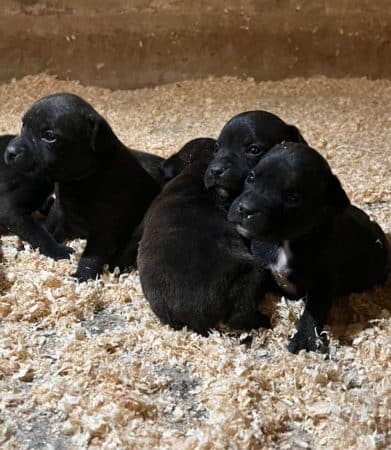 Image de la portée de chiot de l'élévage JOURDAN ALEXIS