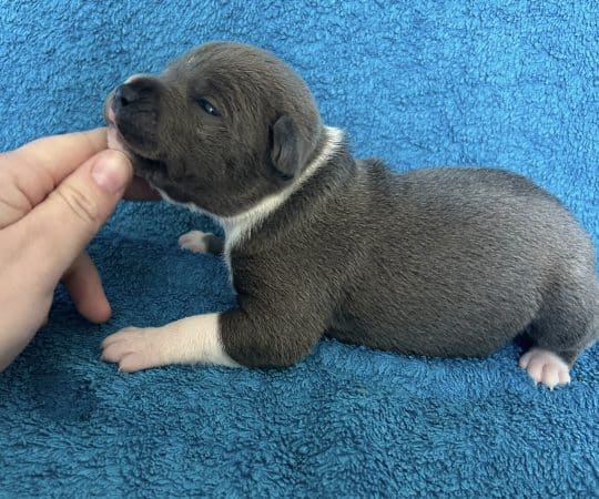 Image de la portée de chiot de l'élévage LEMAITRE CORALIE