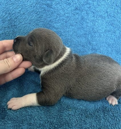 Image de la portée de chiot de l'élévage LEMAITRE CORALIE