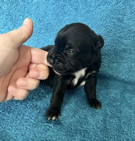 Image de la portée de chiot de l'élévage LEMAITRE CORALIE