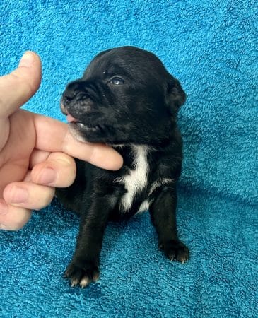 Image de la portée de chiot de l'élévage LEMAITRE CORALIE