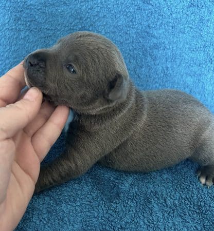 Image de la portée de chiot de l'élévage LEMAITRE CORALIE