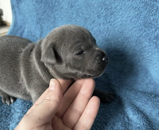 Image de la portée de chiot de l'élévage LEMAITRE CORALIE