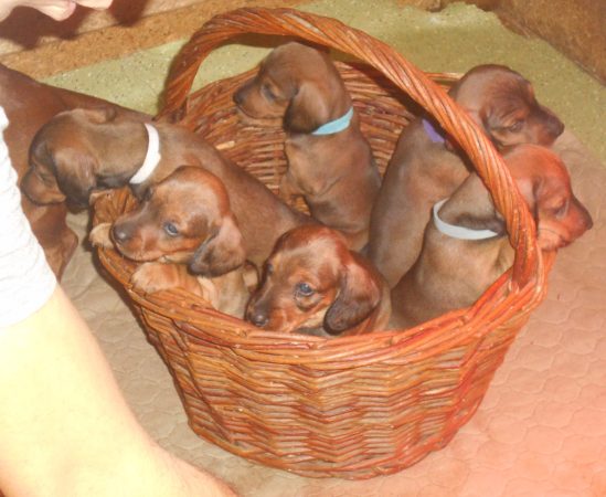 Image de la portée de chiot de l'élévage DES RONCIERES POURPRES