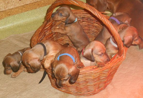 Image de la portée de chiot de l'élévage DES RONCIERES POURPRES