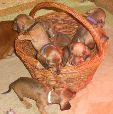 Image de la portée de chiot de l'élévage DES RONCIERES POURPRES