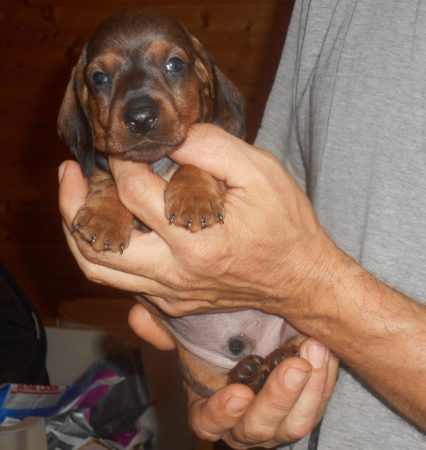 Image de la portée de chiot de l'élévage DES RONCIERES POURPRES