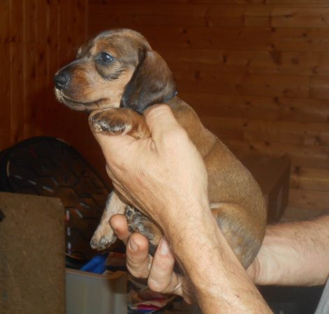 Image de la portée de chiot de l'élévage DES RONCIERES POURPRES