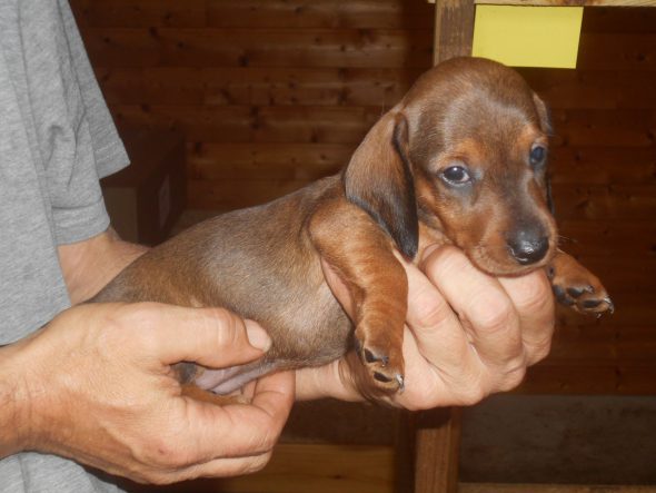 Image de la portée de chiot de l'élévage DES RONCIERES POURPRES