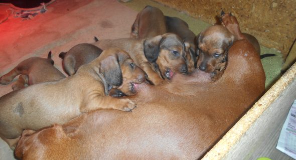 Image de la portée de chiot de l'élévage DES RONCIERES POURPRES