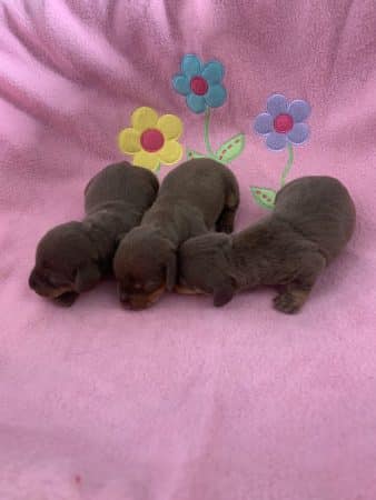 Image de la portée de chiot de l'élévage DES GUERRIERS OCCITAN