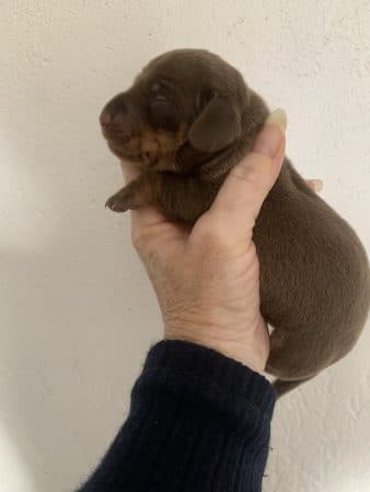 Image de la portée de chiot de l'élévage DES GUERRIERS OCCITAN