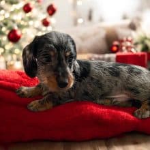 Chiots de race Teckel à vendre chez l'éleveur LES TERRIERS DE LA SAULDRAIE