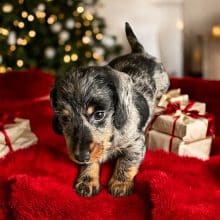 Chiots de race Teckel à vendre chez l'éleveur LES TERRIERS DE LA SAULDRAIE