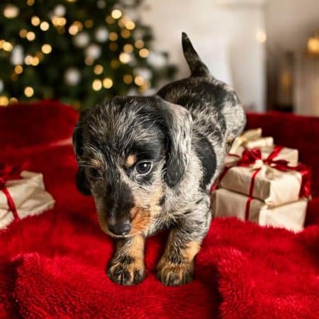 Image de la portée de chiot de l'élévage LES TERRIERS DE LA SAULDRAIE