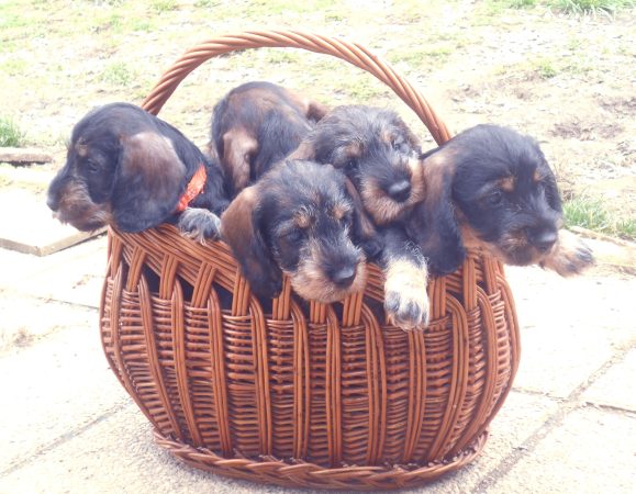 Image de la portée de chiot de l'élévage DES RONCIERES POURPRES