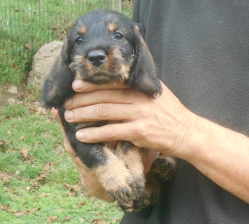 Image de la portée de chiot de l'élévage DES RONCIERES POURPRES