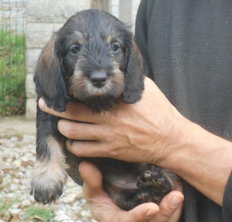 Image de la portée de chiot de l'élévage DES RONCIERES POURPRES