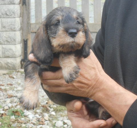 Image de la portée de chiot de l'élévage DES RONCIERES POURPRES