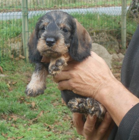 Image de la portée de chiot de l'élévage DES RONCIERES POURPRES