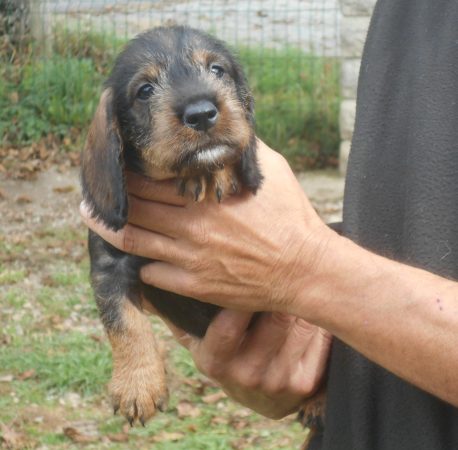 Image de la portée de chiot de l'élévage DES RONCIERES POURPRES