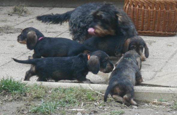 Image de la portée de chiot de l'élévage DES RONCIERES POURPRES