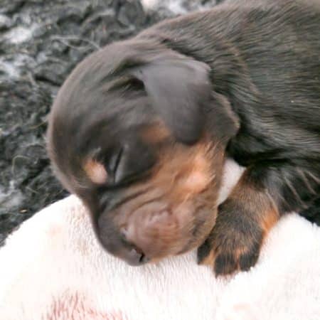 Image de la portée de chiot de l'élévage DU MONT DES JONQUILLES