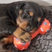 Chiots de race teckel à poil long à vendre chez l'éleveur DU MONT DES JONQUILLES