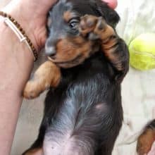 Chiots de race teckel à poil long à vendre chez l'éleveur DU MONT DES JONQUILLES