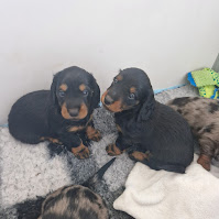 Chiots de race teckel à poil long à vendre chez l'éleveur DU MONT DES JONQUILLES