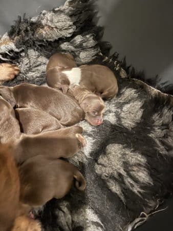 Image de la portée de chiot de l'élévage MARTIN DELPHINE