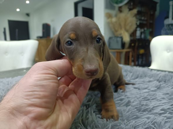 Image de la portée de chiot de l'élévage DOMAINE DE L ECAILLON