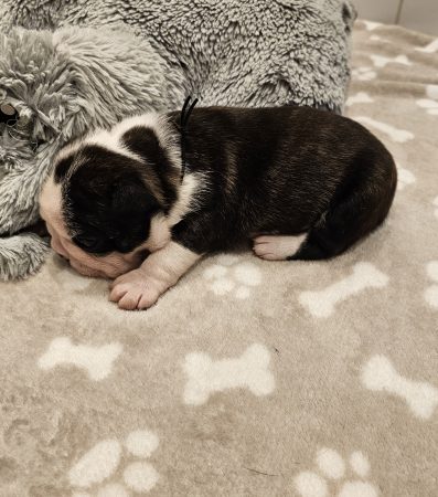 Image de la portée de chiot de l'élévage LES YEUX DE LA REVANCHE