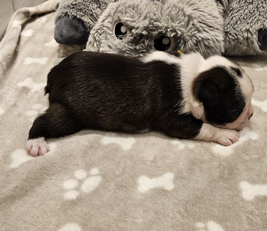 Image de la portée de chiot de l'élévage LES YEUX DE LA REVANCHE