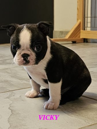 Image de la portée de chiot de l'élévage MIEUSEMENT CHRISTOPHE