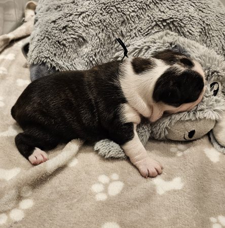 Image de la portée de chiot de l'élévage LES YEUX DE LA REVANCHE