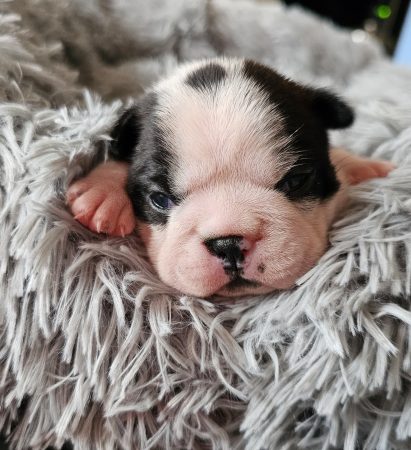 Image de la portée de chiot de l'élévage LES YEUX DE LA REVANCHE