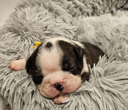 Image de la portée de chiot de l'élévage LES YEUX DE LA REVANCHE