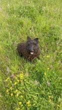 Chiots d'apparence Terrier écossais à vendre chez l'éleveur DE LA SOURCE