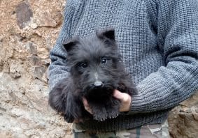 Chiots d'apparence Terrier écossais à vendre chez l'éleveur DE LA SOURCE