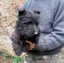 Chiots d'apparence Terrier écossais à vendre chez l'éleveur DE LA SOURCE