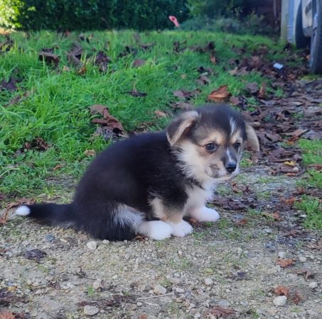 Image de la portée de chiot de l'élévage CAVALIN CHRISTOPHE