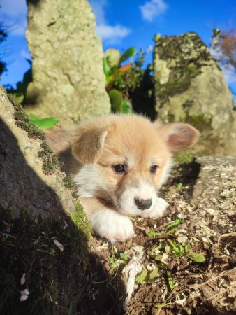 Image de la portée de chiot de l'élévage CAVALIN CHRISTOPHE