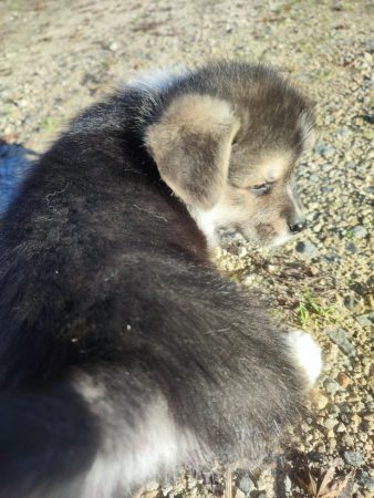 Image de la portée de chiot de l'élévage CAVALIN CHRISTOPHE