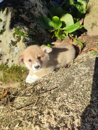 Image de la portée de chiot de l'élévage CAVALIN CHRISTOPHE