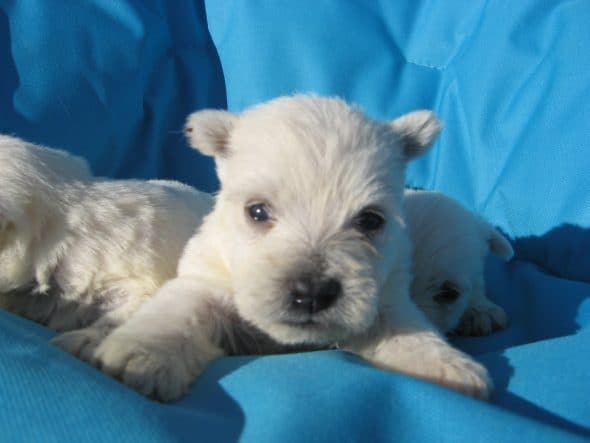 Image de la portée de chiot de l'élévage LE DOMAINE DU FEU COCHARD