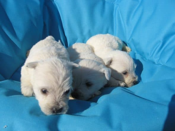 Image de la portée de chiot de l'élévage LE DOMAINE DU FEU COCHARD