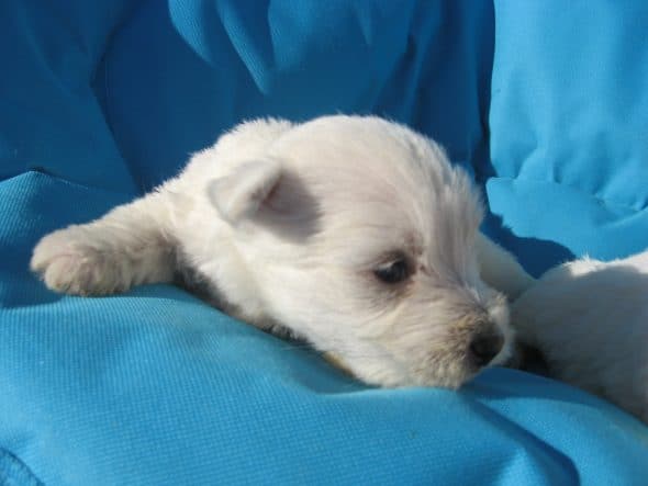 Image de la portée de chiot de l'élévage LE DOMAINE DU FEU COCHARD